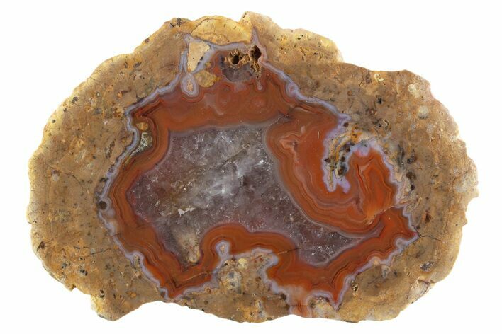 Polished Red Hot (Berrendo) Thunderegg Half - Mexico #373234